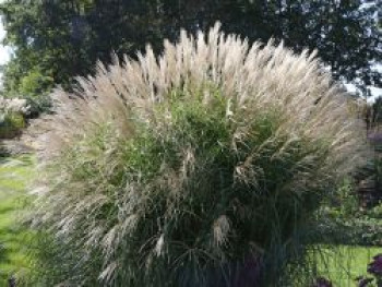 Chinaschilf &#8218;Federweißer&#8216;, Miscanthus sinensis &#8218;Federweißer&#8216;, Topfware