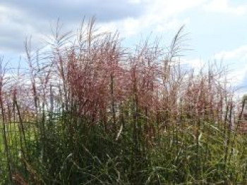 Chinaschilf  &#8218;Ferner Osten&#8216;, Miscanthus sinensis &#8218;Ferner Osten&#8216;, Containerware