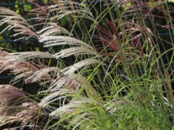 Chinaschilf &#8218;Flamingo&#8216;, Miscanthus sinensis &#8218;Flamingo&#8216;, Containerware