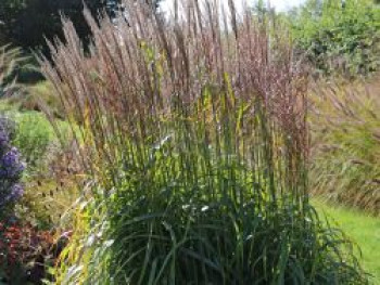 Chinaschilf &#8218;Ghana&#8216;, Miscanthus sinensis &#8218;Ghana&#8216;, Topfware