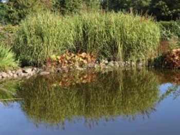 Chinaschilf &#8218;Giraffe&#8216;, Miscanthus sinensis &#8218;Giraffe&#8216;, Topfware