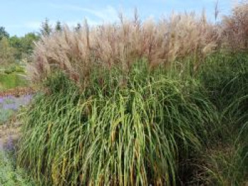 Chinaschilf &#8218;Goliath&#8216;, Miscanthus sinensis &#8218;Goliath&#8216;, Topfware