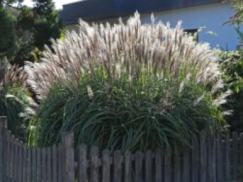 Chinaschilf &#8218;Große Fontäne&#8216;, Miscanthus sinensis &#8218;Große Fontäne&#8216;, Topfware