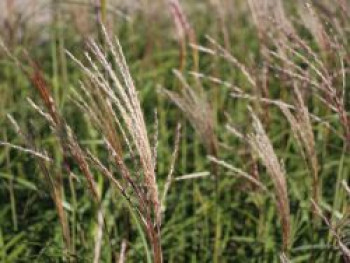 Chinaschilf &#8218;Hermann Müssel&#8216;, Miscanthus sinensis &#8218;Hermann Müssel&#8216;, Topfware