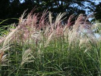 Chinaschilf &#8218;Kleine Fontäne&#8216;, Miscanthus sinensis &#8218;Kleine Fontäne&#8216;, Containerware