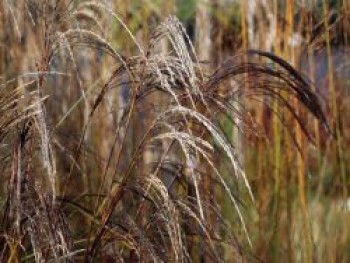 Chinaschilf &#8218;Kleine Silberspinne&#8216;, Miscanthus sinensis &#8218;Kleine Silberspinne&#8216;, Containerware