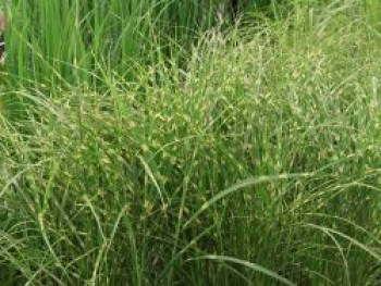 Chinaschilf &#8218;Little Zebra&#8216;, Miscanthus sinensis &#8218;Little Zebra&#8216;, Topfware