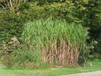 Chinaschilf, Miscanthus giganteus, Topfware