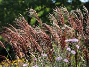 Chinaschilf &#8218;Makramee&#8216;, Miscanthus sinensis &#8218;Makramee&#8216;, Topfware