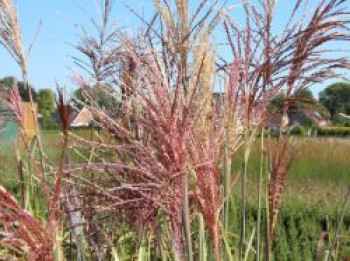 Chinaschilf &#8218;Malepartus&#8216;, Miscanthus sinensis &#8218;Malepartus&#8216;, Containerware