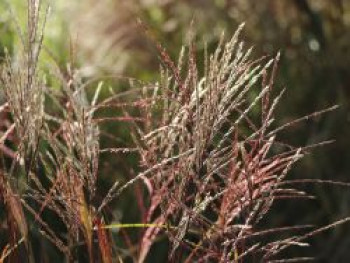 Chinaschilf &#8218;Nippon&#8216;, Miscanthus sinensis &#8218;Nippon&#8216;, Topfware