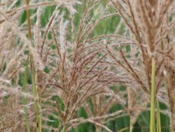 Chinaschilf 'Pink Cloud', Miscanthus sinensis 'Pink Cloud', Containerware