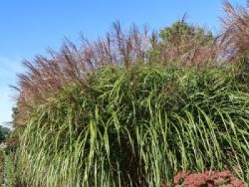 Chinaschilf &#8218;Positano&#8216;, Miscanthus sinensis &#8218;Positano&#8216;, Topfware