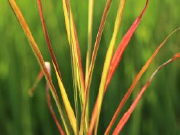 Chinaschilf &#8218;Purpurascens&#8216;, Miscanthus sinensis &#8218;Purpurascens&#8216;, Topfware