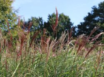 Chinaschilf 'Red Chief', Miscanthus sinensis 'Red Chief', Containerware