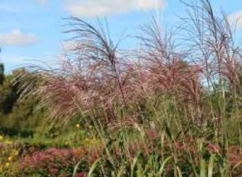 Chinaschilf &#8218;Rosi&#8216;, Miscanthus sinensis &#8218;Rosi&#8216;, Topfware