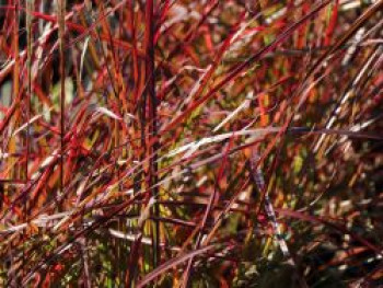 Chinaschilf &#8218;Ruby Cute&#8216;, Miscanthus sinensis &#8218;Ruby Cute&#8216;, Topfware