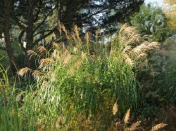 Chinaschilf &#8218;Silberfeder&#8216;, Miscanthus sinensis &#8218;Silberfeder&#8216;, Topfware