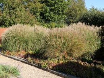 Chinaschilf 'Silberspinne', Miscanthus sinensis 'Silberspinne', Containerware