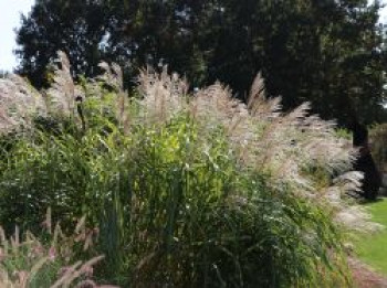 Chinaschilf &#8218;Silberturm&#8216;, Miscanthus sinensis &#8218;Silberturm&#8216;, Topfware