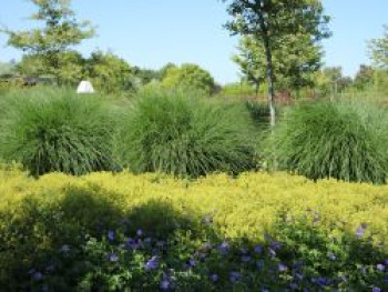Chinaschilf 'Yaku Jima', Miscanthus sinensis 'Yaku Jima', Containerware