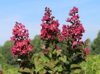 Chinesische Kräuselmyrte 'Berry Dazzle', 30-40 cm, Lagerstroemia indica 'Berry Dazzle', Containerware