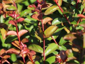 Chinesische Kräuselmyrte / Krepp-Myrte 'Seaburn', 30-40 cm, Lagerstroemia indica 'Seaburn', Containerware