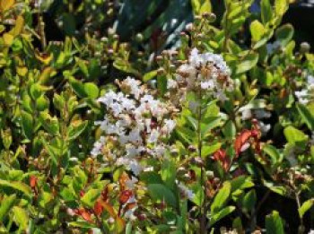 Chinesische Lagerströmie 'With Love Virgin', Lagerstroemia indica 'With Love Virgin', Topfware