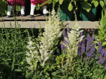 Chinesische Prachtspiere 'Happy Spirit', Astilbe chinensis 'Happy Spirit', Topfware