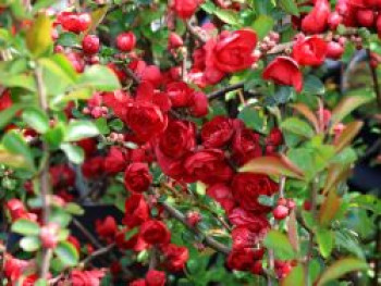 Chinesische Zierquitte Proven Winners ® Double Take &#8218;Scarlet&#8216; / &#8218;Scarlet Storm&#8216;, 40-60 cm, Chaenomeles speciosa Proven Winners ® Double Take &#8218;Scarlet&#8216; / &#8218;Scarlet Storm&#8216;, Containerware