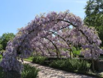 Chinesischer Blauregen 'Prolific', 150-175 cm, Wisteria sinensis 'Prolific', Containerware