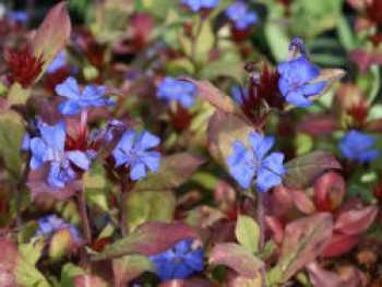 Chinesischer Bleiwurz, Ceratostigma plumbaginoides, Topfware