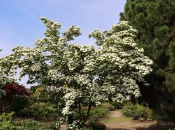 Chinesischer Blumen-Hartriegel &#8218;Barmstedt&#8216;, 40-60 cm, Cornus kousa var. chinensis &#8218;Barmstedt&#8216;, Containerware