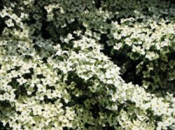 Chinesischer Blumen-Hartriegel 'Claudia', 40-60 cm, Cornus kousa var. chinensis 'Claudia', Containerware