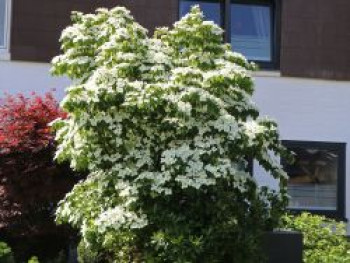 Chinesischer Blumen-Hartriegel, 100-125 cm, Cornus kousa var. chinensis, Containerware