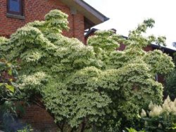 Chinesischer Blumen-Hartriegel &#8218;Milky Way&#8216;, 60-80 cm, Cornus kousa var. chinensis &#8218;Milky Way&#8216;, Containerware