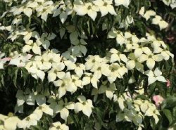 Chinesischer Blumen-Hartriegel &#8218;National&#8216;, 80-100 cm, Cornus kousa var. chinensis &#8218;National&#8216;, Containerware