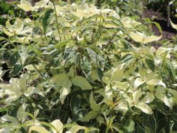 Chinesischer Blumen-Hartriegel 'Samaratin', 80-100 cm, Cornus kousa var. chinensis 'Samaratin', Containerware