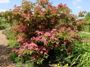 Chinesischer Blumen-Hartriegel &#8218;Scarlet Fire&#8216; ®, 60-80 cm, Cornus kousa &#8218;Scarlet Fire&#8216; ®, Containerware