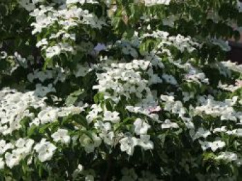 Chinesischer Blumen-Hartriegel 'Schmetterling', 100-125 cm, Cornus kousa var. chinensis 'Schmetterling', Containerware