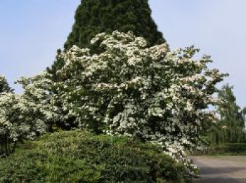 Chinesischer Blumen-Hartriegel 'Teutonia', 100-125 cm, Cornus kousa var. chinensis 'Teutonia', Containerware