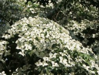 Chinesischer Blumen-Hartriegel 'Weiße Fontaine', 100-125 cm, Cornus kousa var. chinensis 'Weiße Fontaine', Containerware