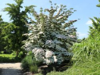 Chinesischer Blumen-Hartriegel 'Wieting's Select', 125-150 cm, Cornus kousa var. chinensis 'Wieting's Select', Containerware