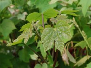 Chinesischer Sonnenschirmbaum, 80-100 cm, Firmiana simplex, Containerware