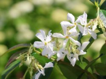 Chinesischer Sternjasmin, 60-100 cm, Trachelospermum jasminoides, Containerware