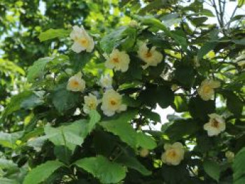 Chinesischer / Weißblütiger Gewürzstrauch, 10-20 cm, Sinocalycanthus chinensis, Topfware
