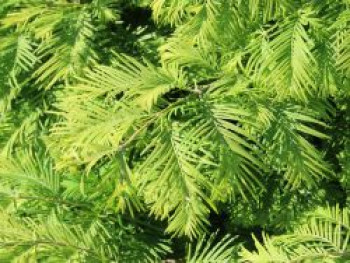 Chinesisches Rotholz 'Chubby', 40-60 cm, Metasequoia glyptostroboides 'Chubby', Containerware