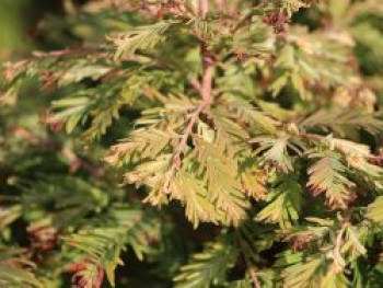 Chinesisches Rotholz 'Schirrmanns Nordlicht', 40-60 cm, Metasequoia glyptostroboides 'Schirrmanns Nordlicht', Containerware
