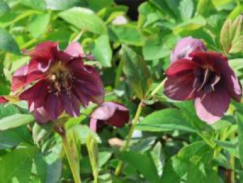Christrose 'Pretty Ellen Purple', Helleborus x orientalis 'Pretty Ellen Purple', Topfware
