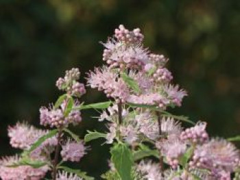 Clandon-Bartblume &#8218;Pink Perfection&#8216;, 30-40 cm, Caryopteris clandonensis &#8218;Pink Perfection&#8216;, Containerware